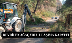Alaşehir'de devrilen ağaç yolu ulaşıma kapattı