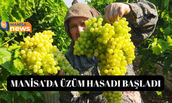 Sarıgöl'de üzüm hasadı başladı