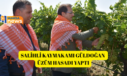 Salihli Kaymakamı Güldoğan üzüm hasadı yaptı