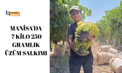 Manisa'da 7 kilo 250 gramlık üzüm salkımı