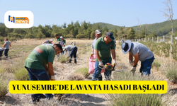 Yunusemre’de lavanta hasadı başladı