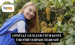Gönüllü gençler üzüm kesti, üretimi yerinde öğrendi