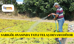 Sarıgöl ovasında tatlı telaş devam ediyor