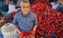 Salihli’de kapya biberde hasat zamanı