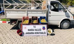 Kırkağaç’ta meyve bahçesinden incir çalan 5 kişi suçüstü yakalandı