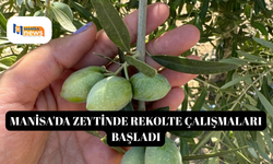 Manisa'da zeytinde rekolte çalışmaları başladı