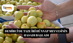 Demirci'de taze iri hünnap meyvesinin hasadı başladı