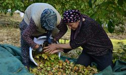 Demirci'de ceviz hasadına başlandı