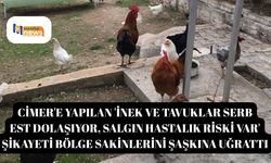 CİMER'e yapılan 'İnek ve tavuklar serbest , salgın hastalık riski var' şikayeti bölge sakinlerini şaşkına uğrattı