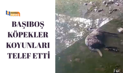 Başıboş köpekler koyunları telef etti