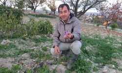 Demirci'de safran çiçeği yetiştirildi