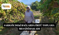 Sarıgöl'deki bağlarda örtü toplama mesaisi başladı
