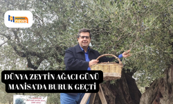 Dünya zeytin ağacı günü Manisa’da buruk geçti