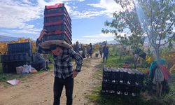 Sarıgöl’de üzüm kesimi aralık ayında da sürüyor