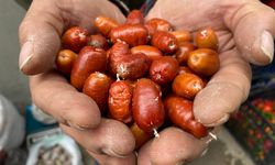 Alaşehir'de iğde ağaçlarının sayısı her geçen gün azalıyor