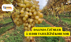 Dalında üzümler 5 aydır tazeliğini koruyor
