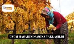 Üzüm hasadında sona yaklaşıldı