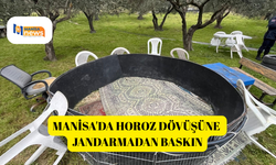Manisa'da horoz dövüşüne jandarmadan baskın