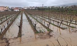 Yağmurlar bağcıların yüzünü güldürdü