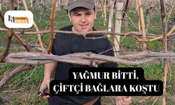 Yağmur bitti, çiftçi bağlara koştu