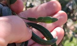 Saruhanlı’da halkalı leke alarmı