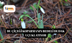 Bu çiçeği koparmanın bedeli dudak uçuklatıyor