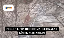 Turgutlu'da derede mahsur kalan köpek kurtarıldı