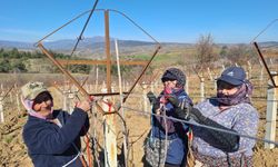 Sarıgöllü kadınlar 8 Mart’ı bağlarda çalışarak kutladı