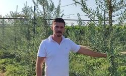 Sarıgöl’de 'bodur' zeytin dönemi