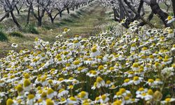 Sarıgöl’de kartpostallık manzara