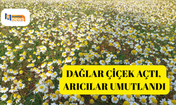 Dağlar çiçek açtı, arıcılar umutlandı