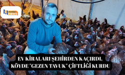 Ev kiraları şehirden kaçırdı, köyde "gezen tavuk" çiftliği kurdu