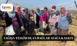 Yağışa teslim olan bağlar ayağa kalktı