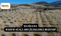 Manisa'da badem ağaçları çiçeklerle bezendi