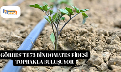 Gördes’te 73 bin domates fidesi toprakla buluşuyor