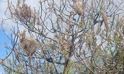 Çam ormanlarında 'Kese kurdu' alarmı