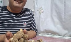 Doğanın 'Et lezzeti' Kuzugöbeği sofralarda