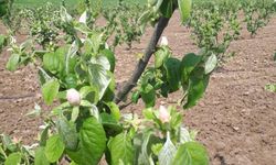 Meyve üreticilerine ateş yanıklığı uyarısı