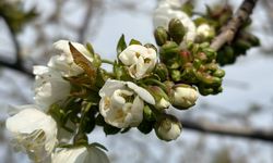 Salihli’de ‘Monilya’ tehlikesi