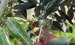 Sarıgöl’de zeytin üreticileri pamuklu bit zararlısına karşı uyarıldı