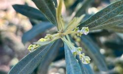 Salihli’de zeytin üreticilerine "Zeytin Pamuklu Biti" uyarısı