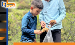 Demirci dağlarında 2 bin liralık kuzu göbeği mesaisi