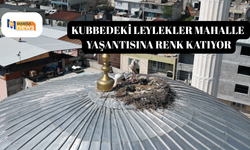 Kubbedeki leylekler mahalle yaşantısına renk katıyor