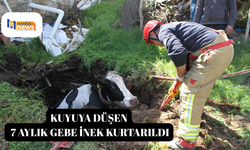 Kuyuya düşen 7 aylık gebe inek kurtarıldı