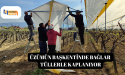 Üzümün başkentinde bağlar tüllerle kaplanıyor