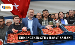 Erkenci Kiraz’da Hasat Zamanı