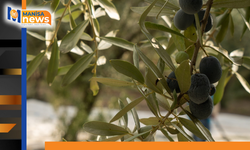 Akhisar’da zeytin için tarihi buluşma