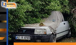 Asırlık ağaç park halindeki aracın üzerine devrildi