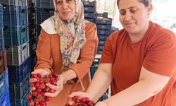25 yıl önce dikilen kiraz fidanları Selendi'yi Avrupa'ya taşıdı