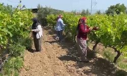 Alaşehir'de çiftçilere son uyarı